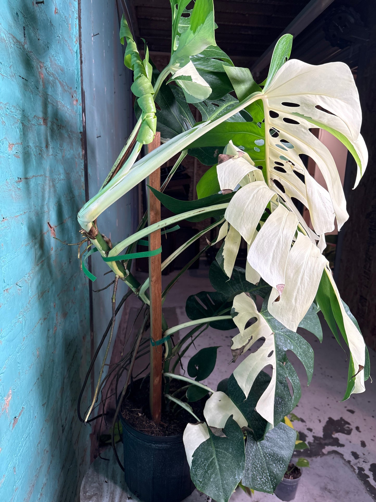 Monstera Deliciosa Albo 10” 4ft 8”
