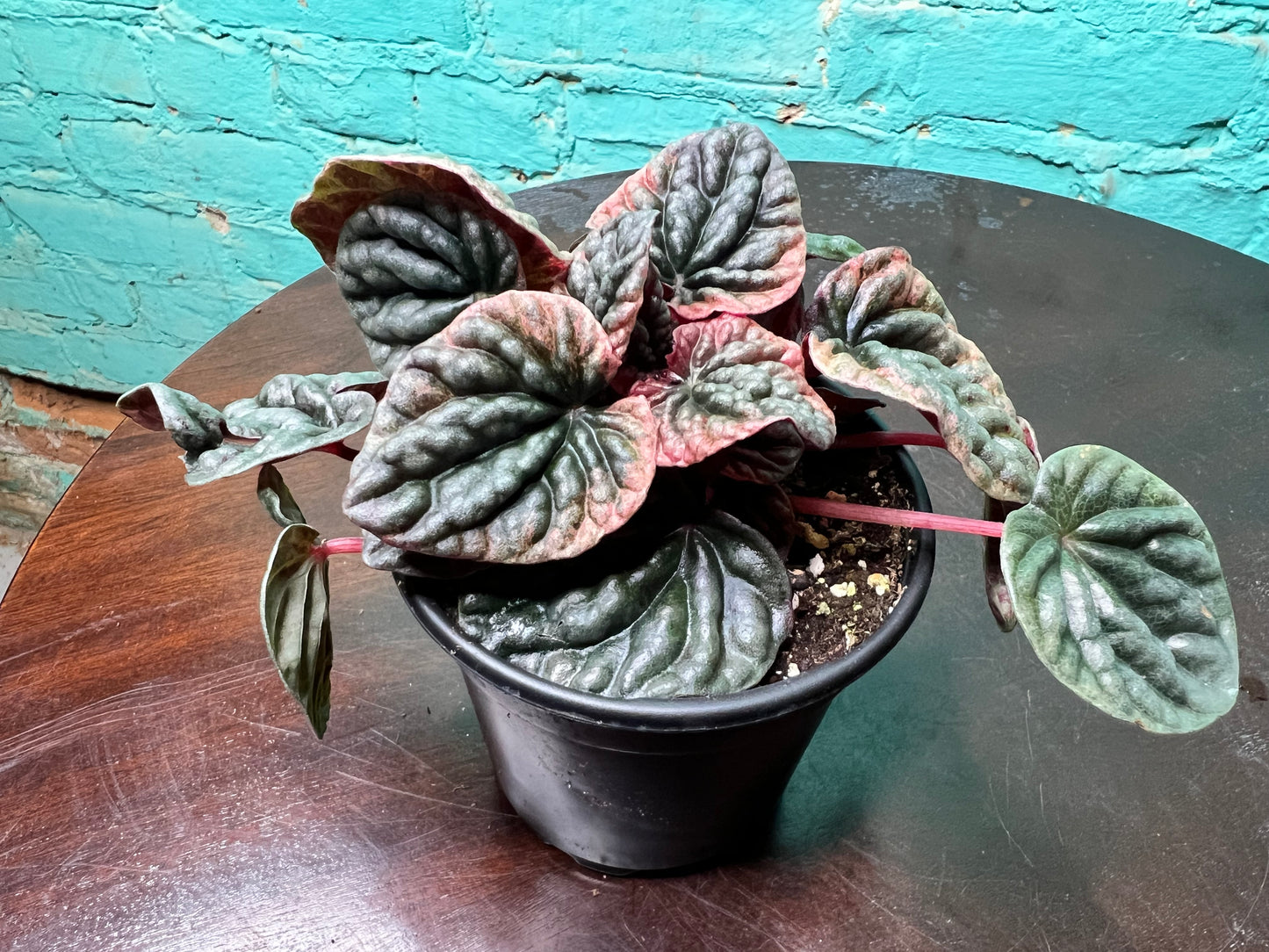 Peperomia Abicos 4”