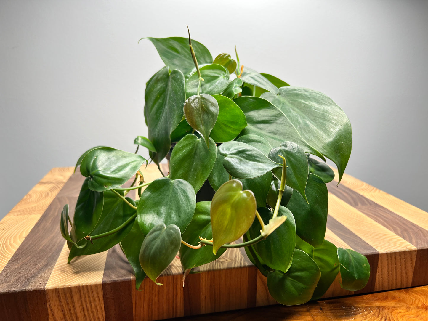 Heart leaf philodendron