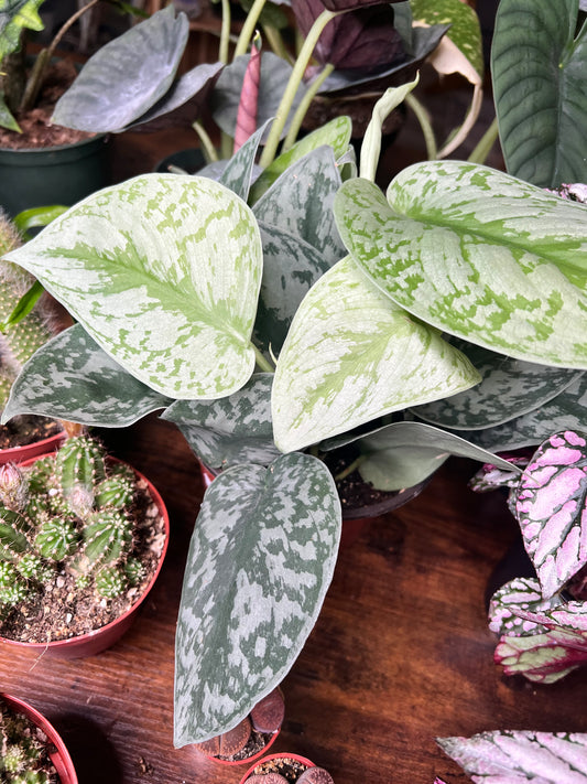 Scindapsus Pictus (Satin Pothos) 6”