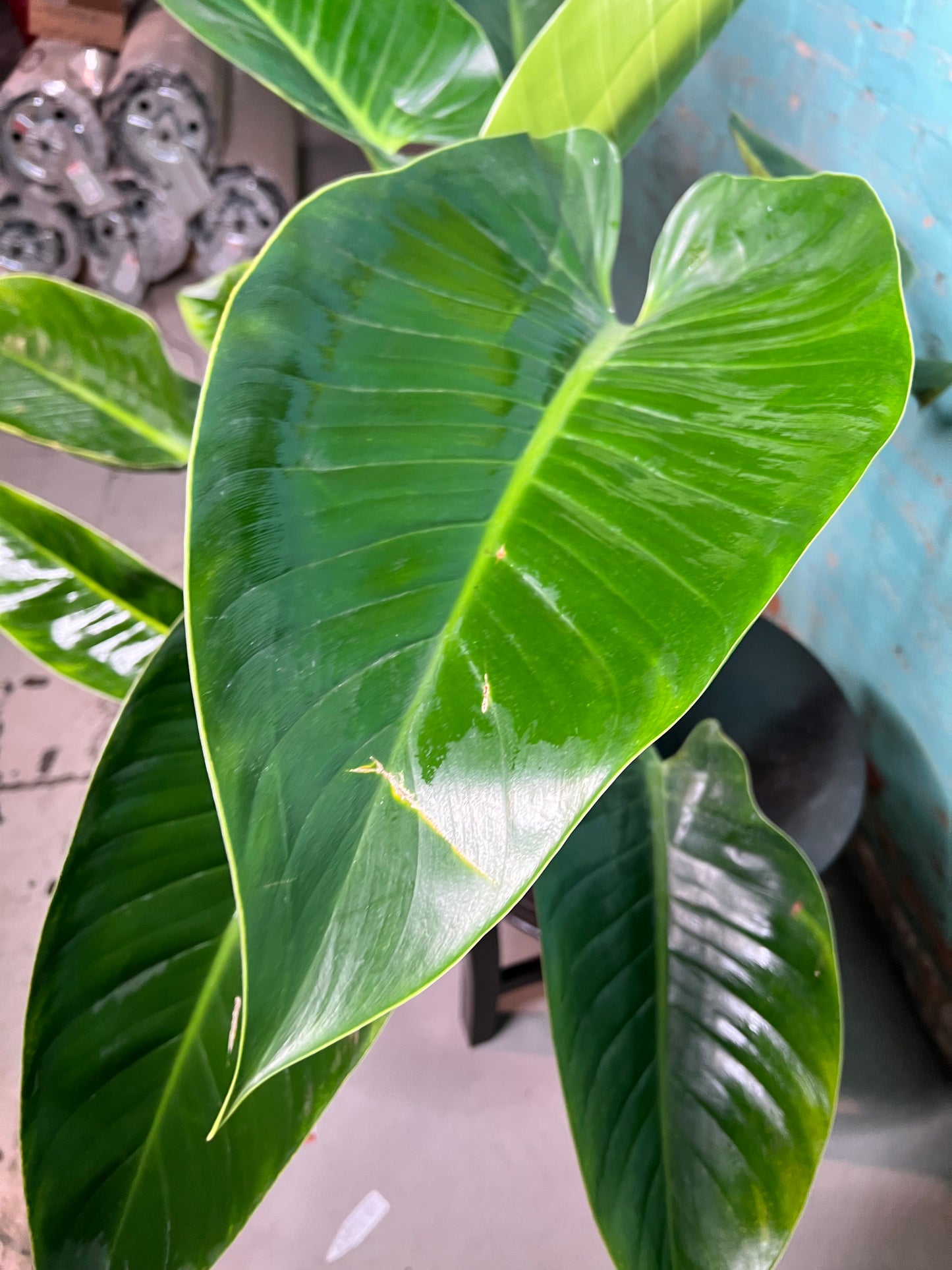 Philodendron Congo Thailand 10”