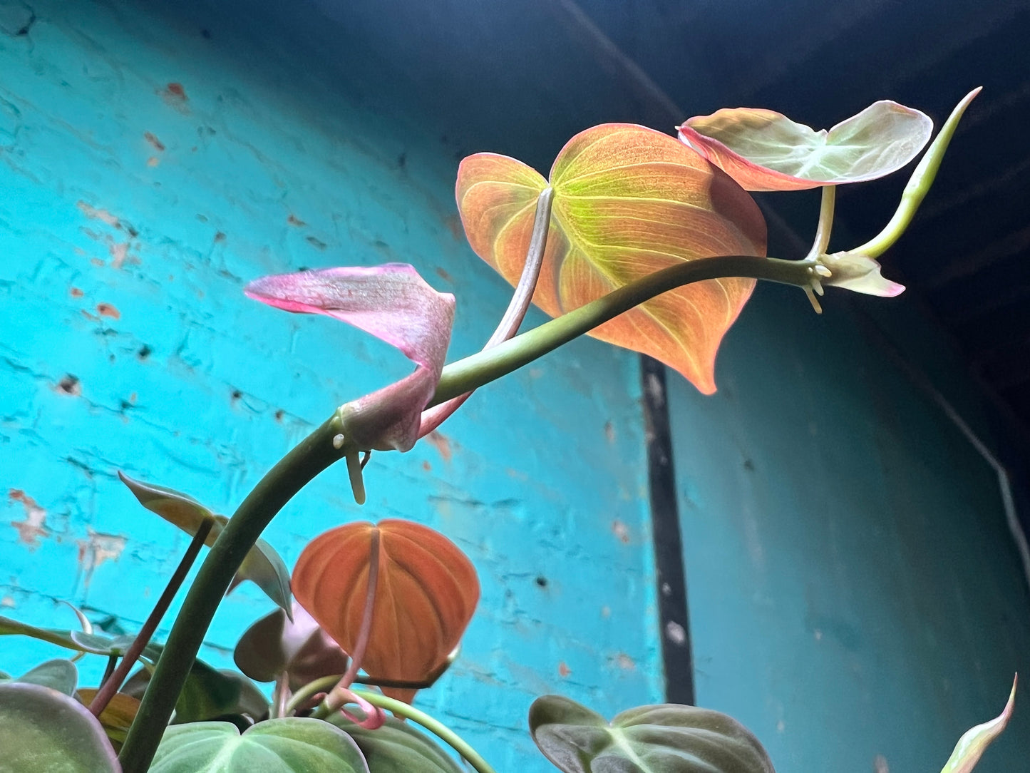 Philodendron Mican 6”