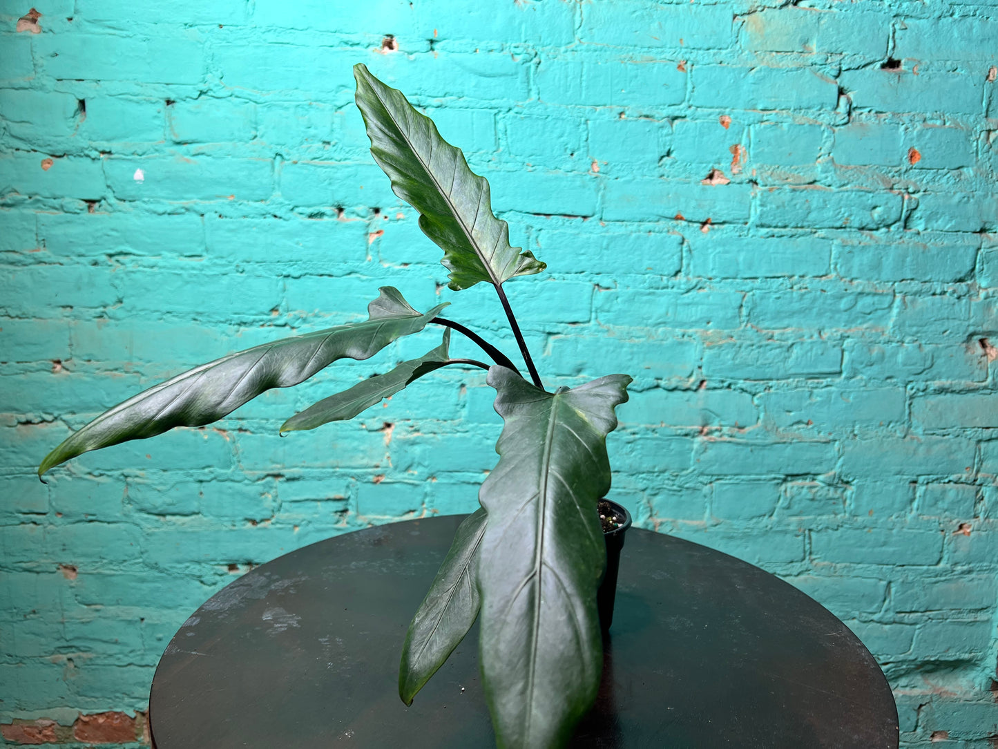 Alocasia Lauterbachiana Mint 4” (Sword Tree)
