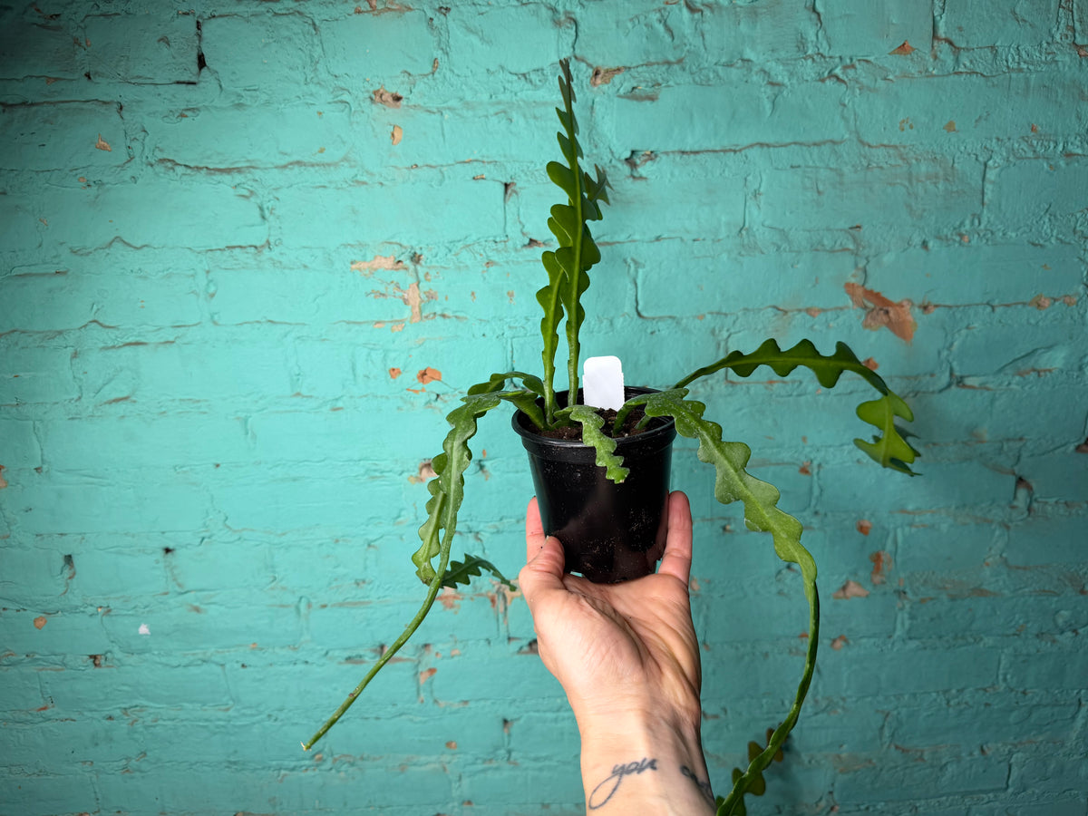 Disocactus anguliger ‘Ric Rac Cactus’
 4”