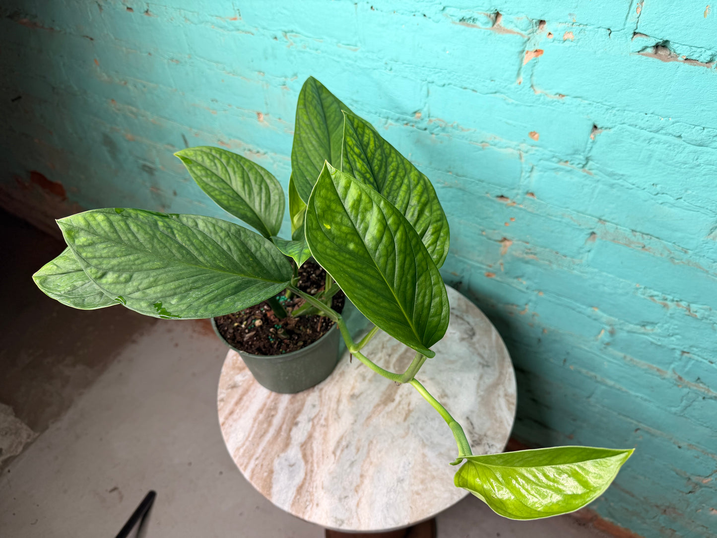 Monstera Pinnatipartita 6”