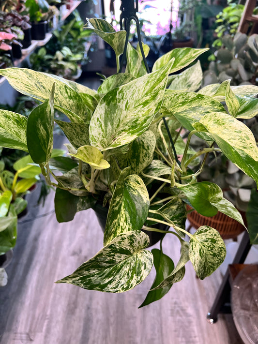 Pothos Marble Queen 8” basket