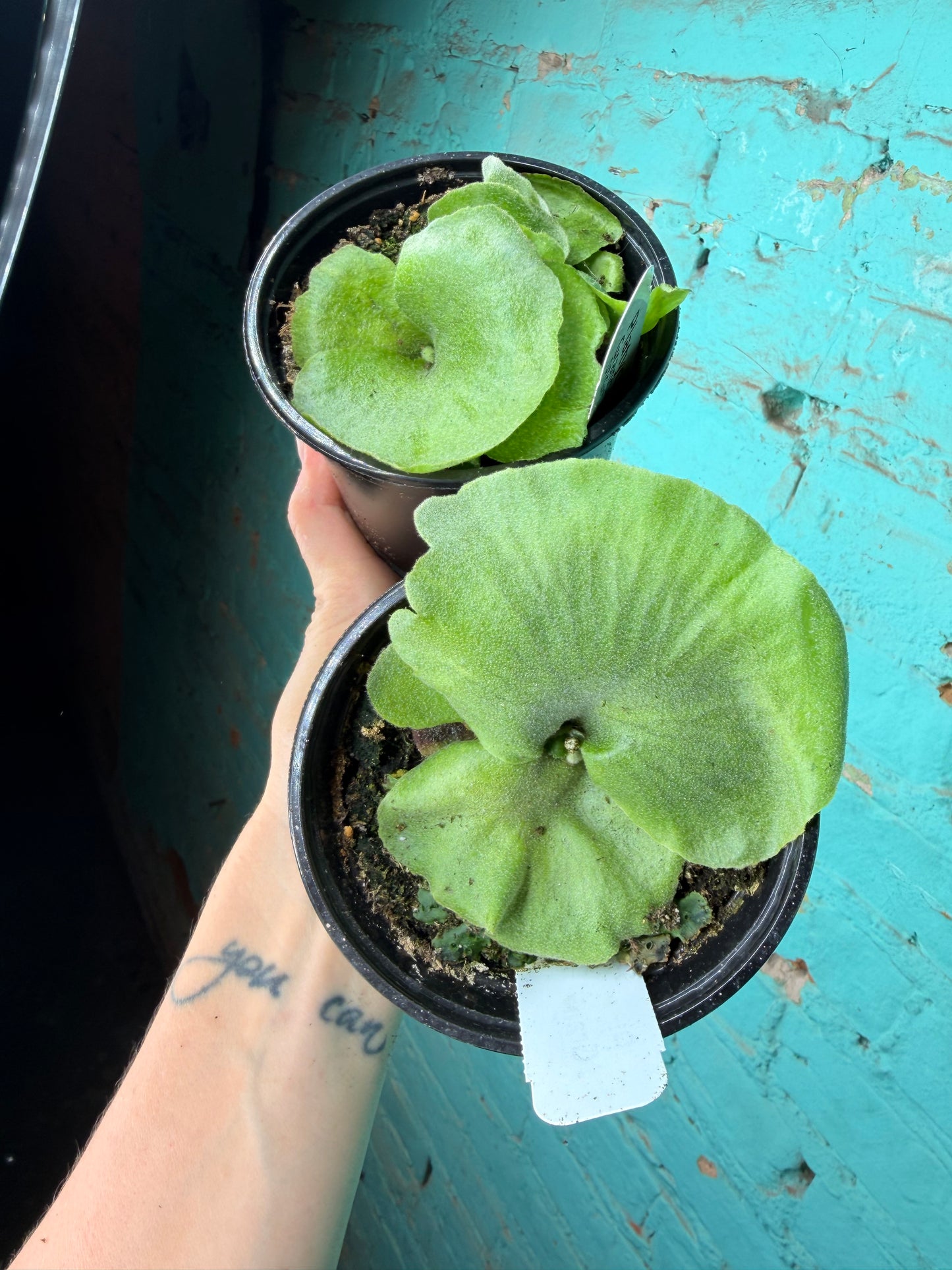 Staghorn Superbum “Giant”