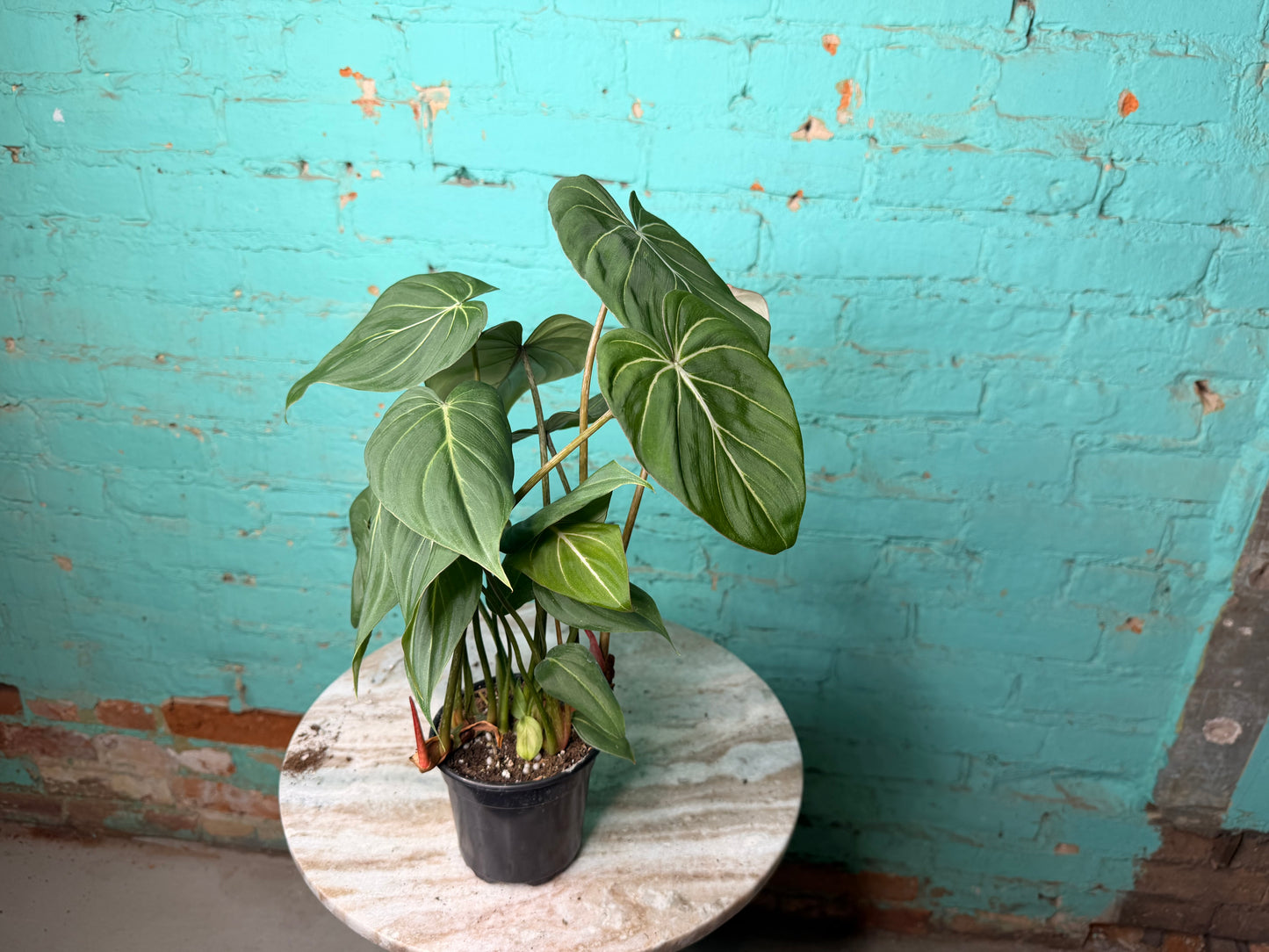 Philodendron Gloriosum 4”