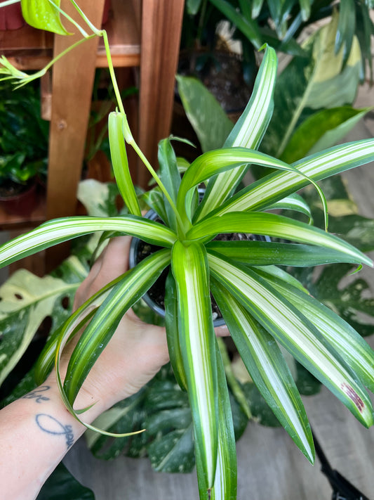 Spider Plant (Pet friendly)