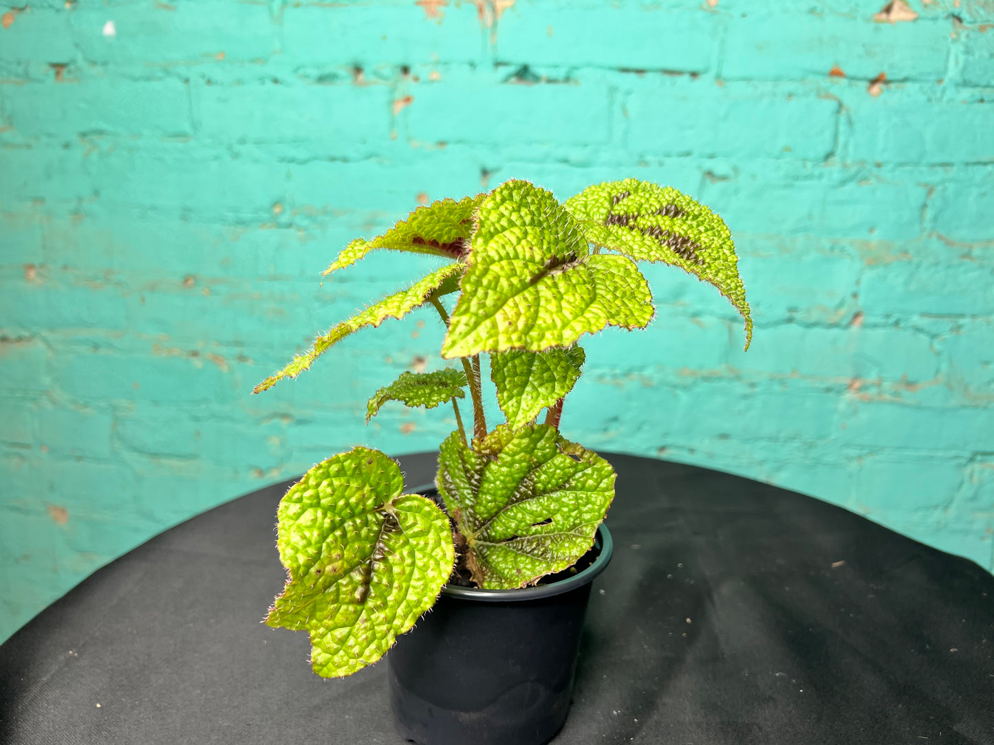 Begonia Bowerae 4
