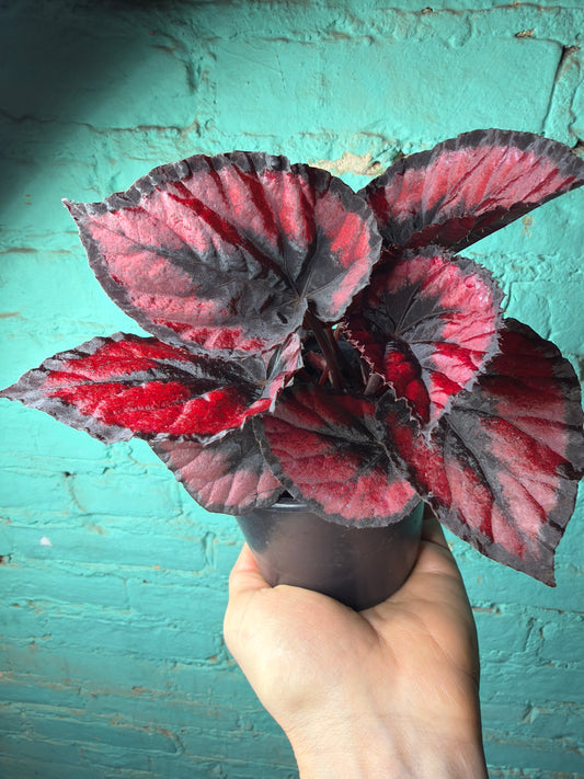 Rex Begonia Red Heart 4”