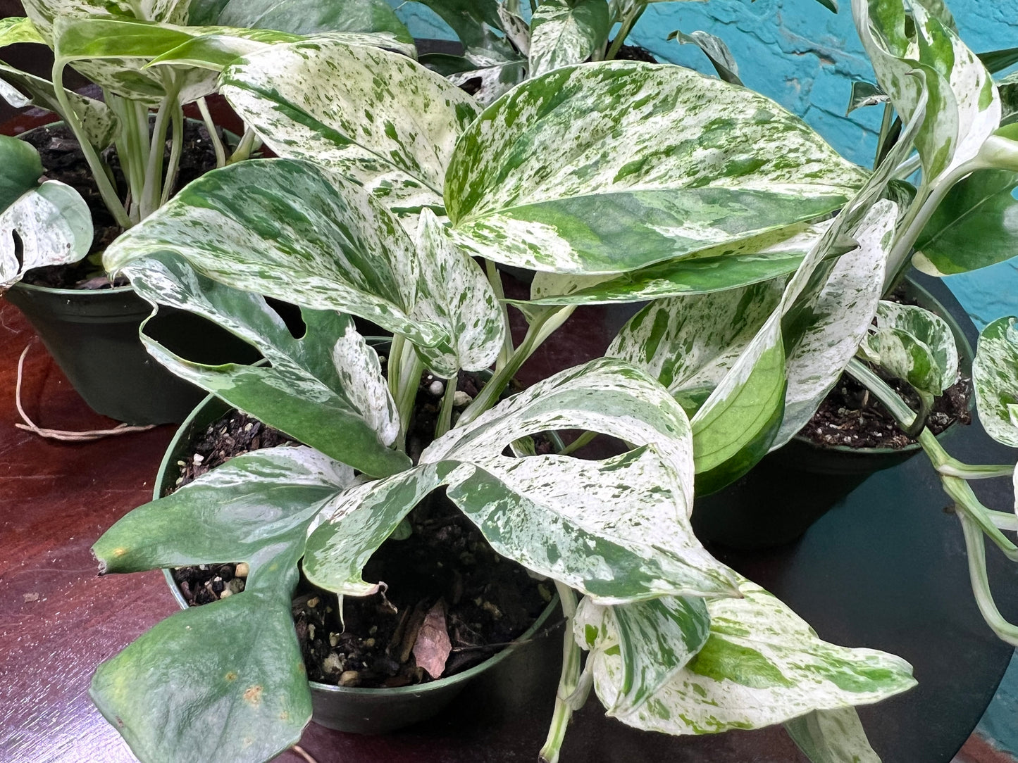 Epipremnum Pinnatum Marble Flame 4”