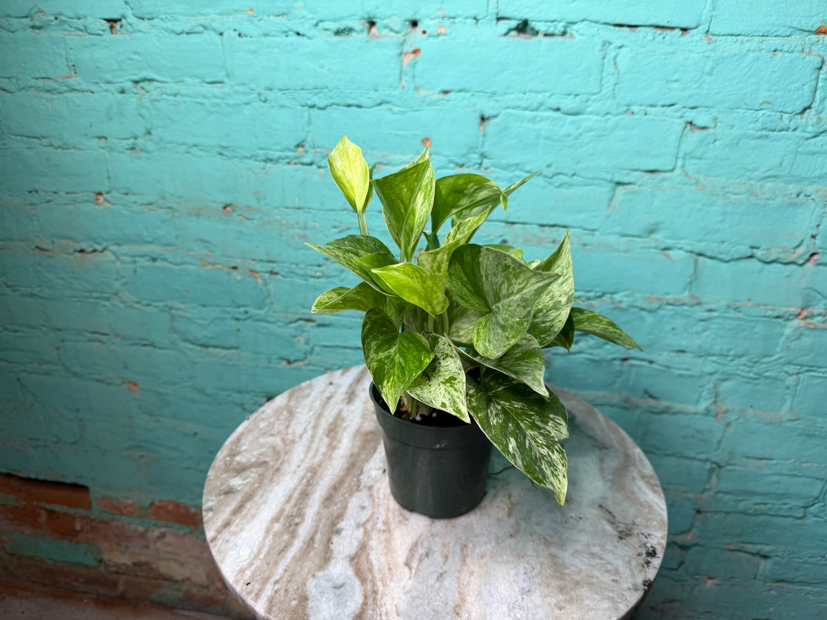 Marble Queen Pothos 4”