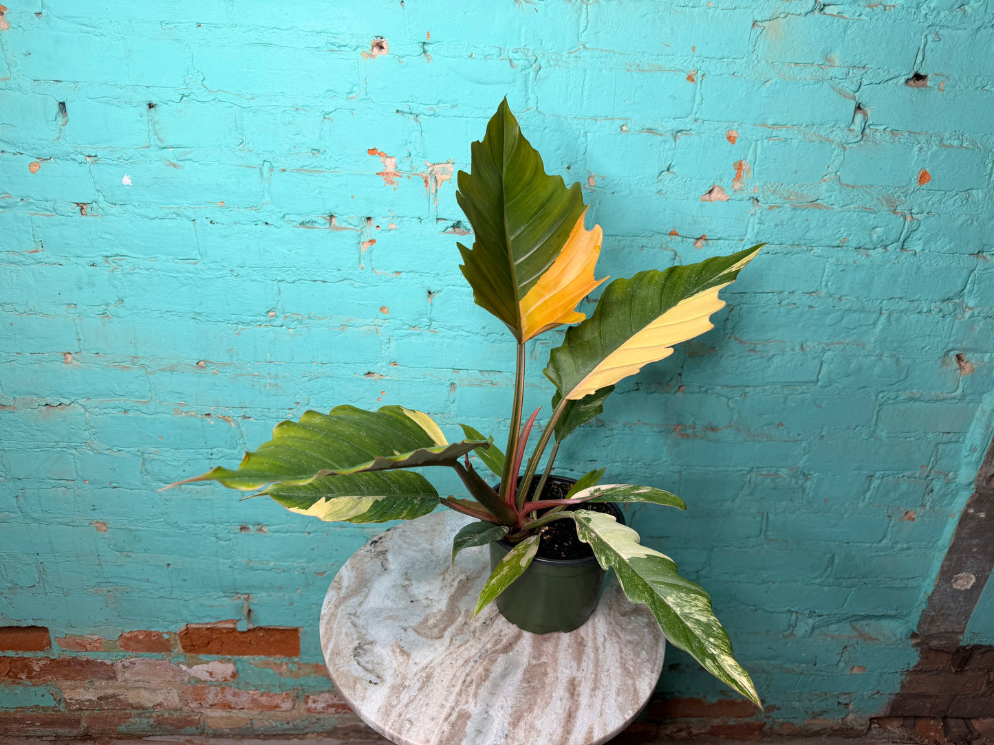 Philodendron Carmel Marble 6”