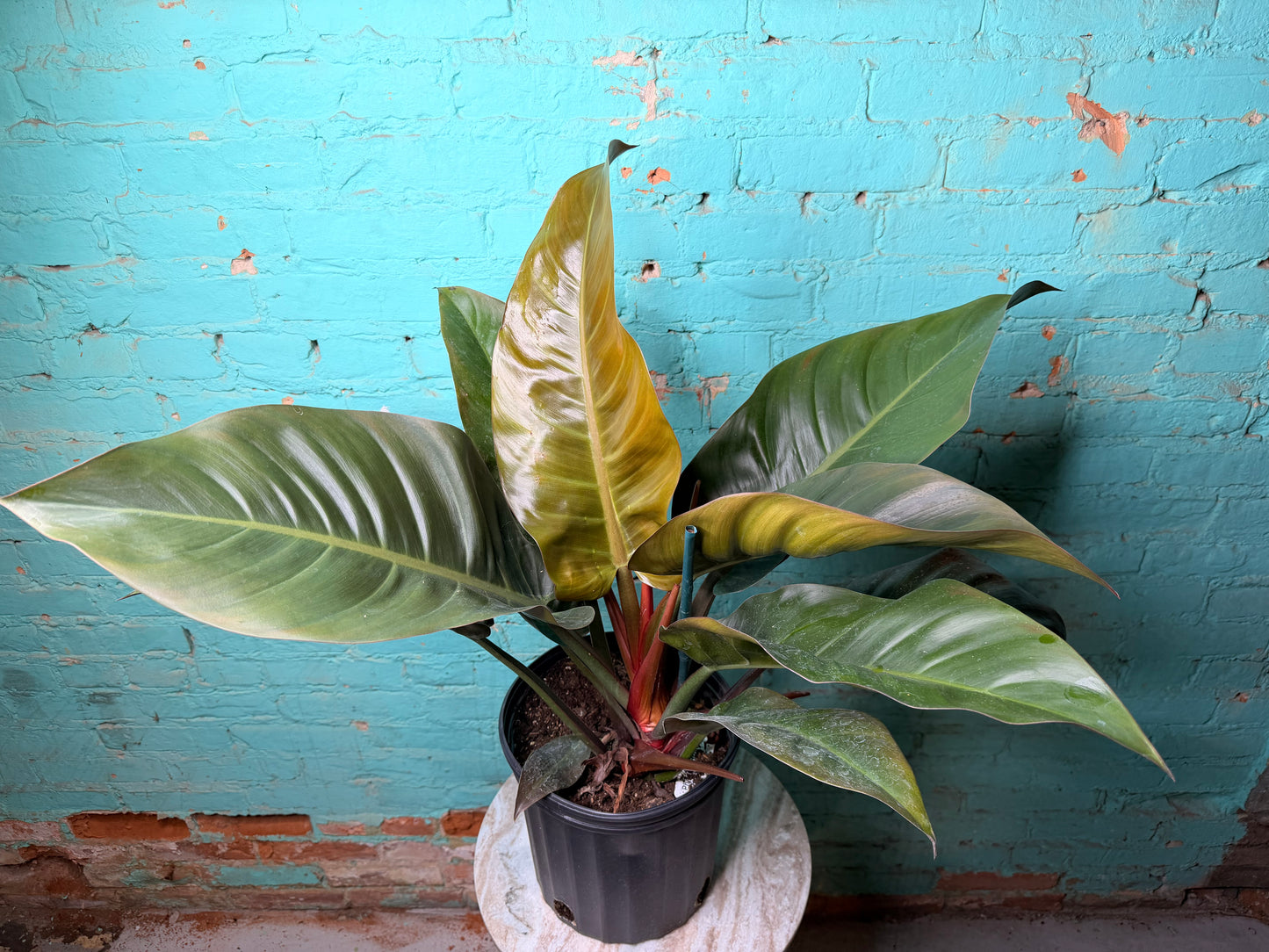 Philodendron Imperial Red 10”