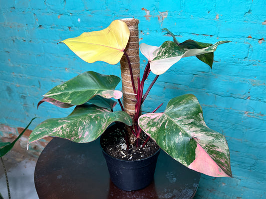 Philodendron-Strawberry Milkshake 6”