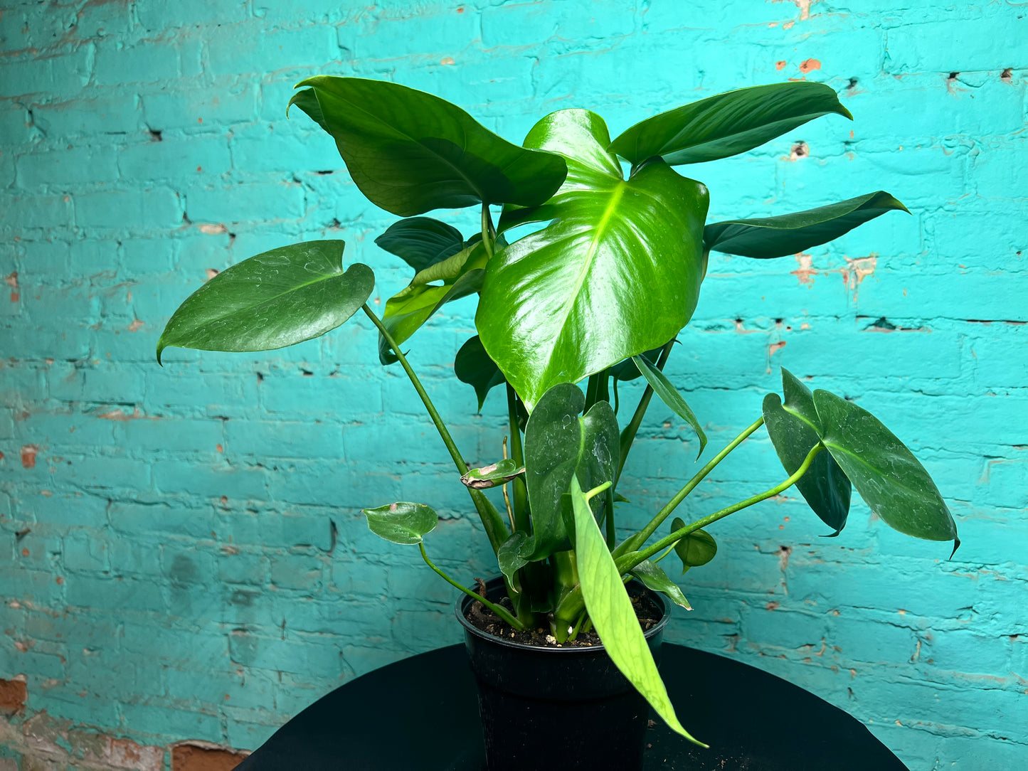 Monstera Deliciosa 6”