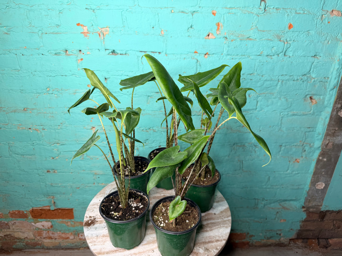 Alocasia-Zebrina 4”