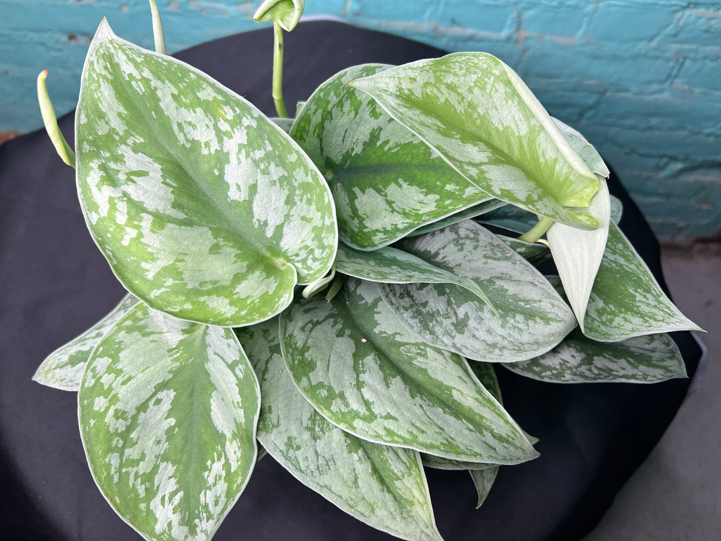 Scindapsus Pictus (Satin Pothos) 6”