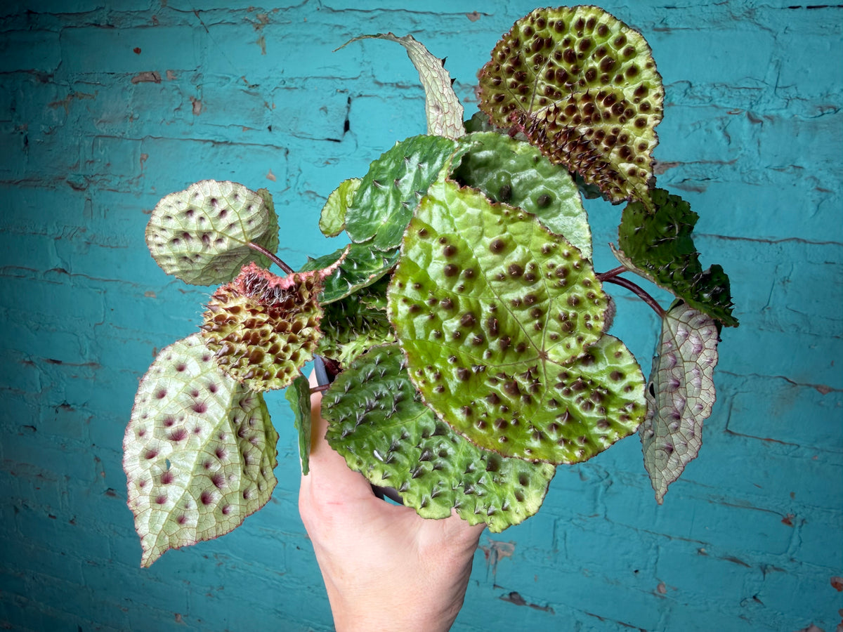 Begonia Ferox 4”