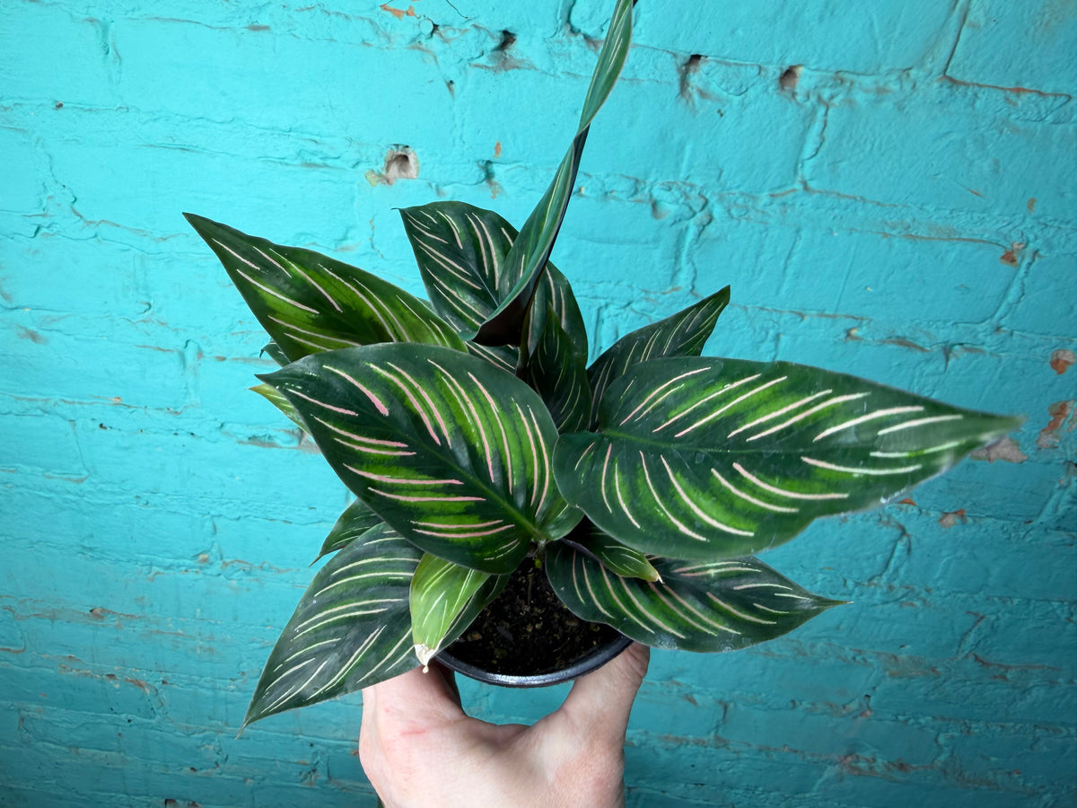 Calathea Orante 4”