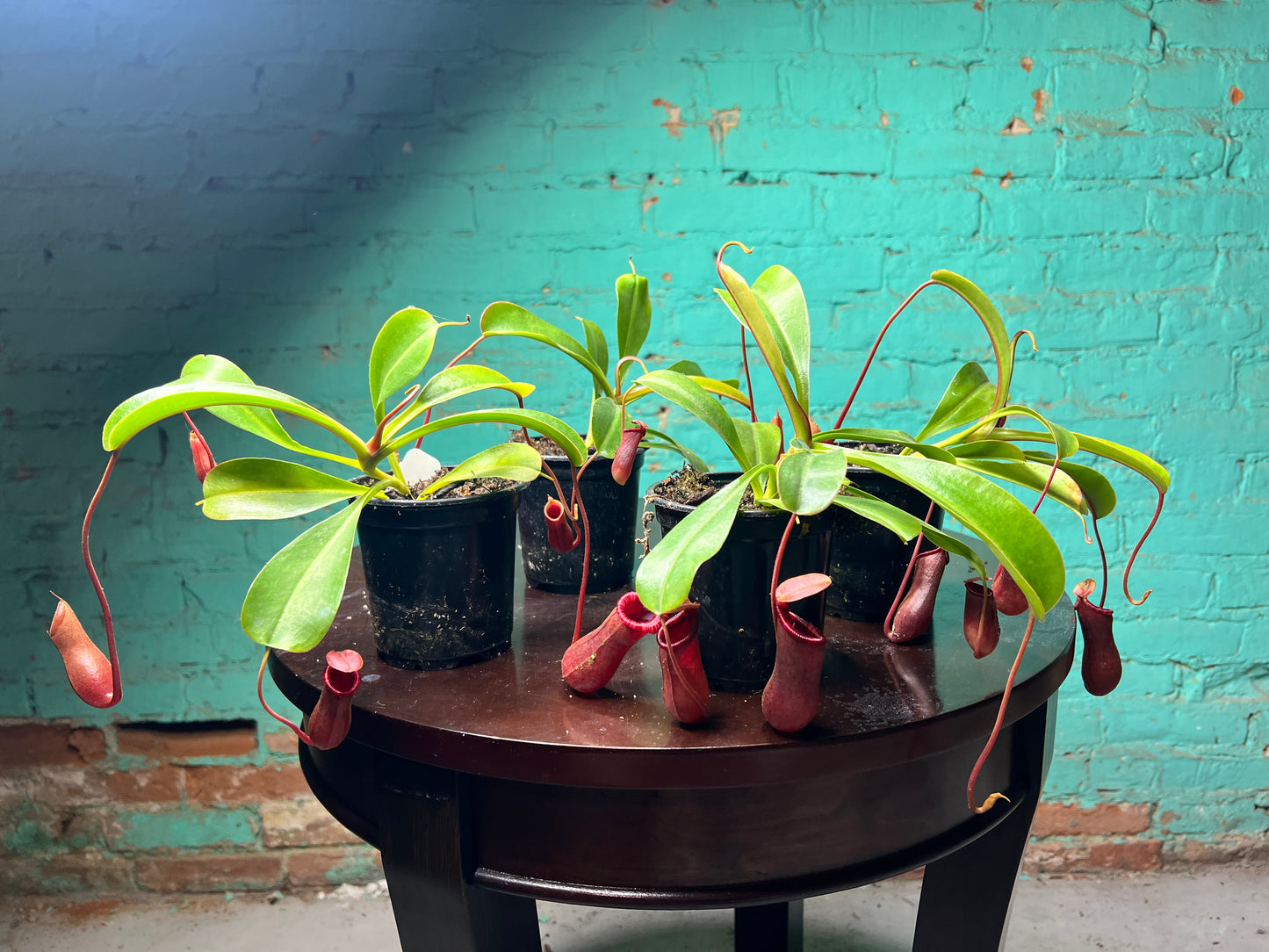 Nepenthes Pitcher Plant “Lowii” 4”