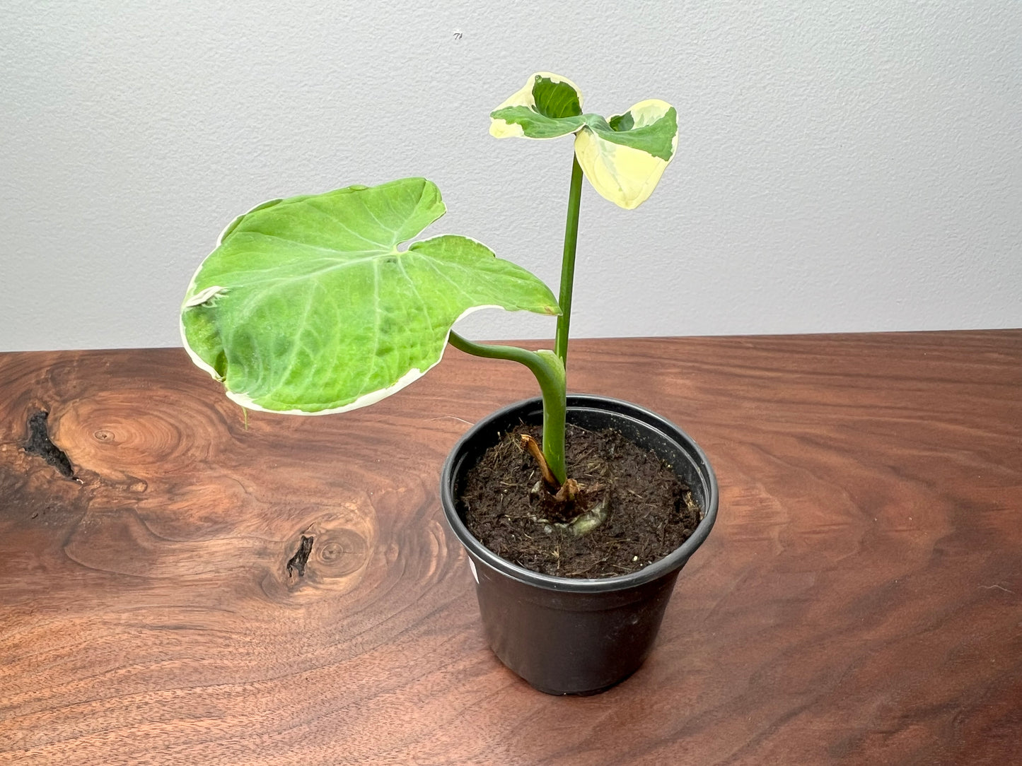 Alocasia-Mickey Mouse