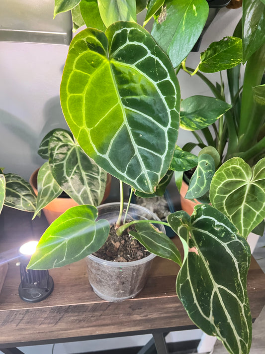 Anthurium Crystallinum