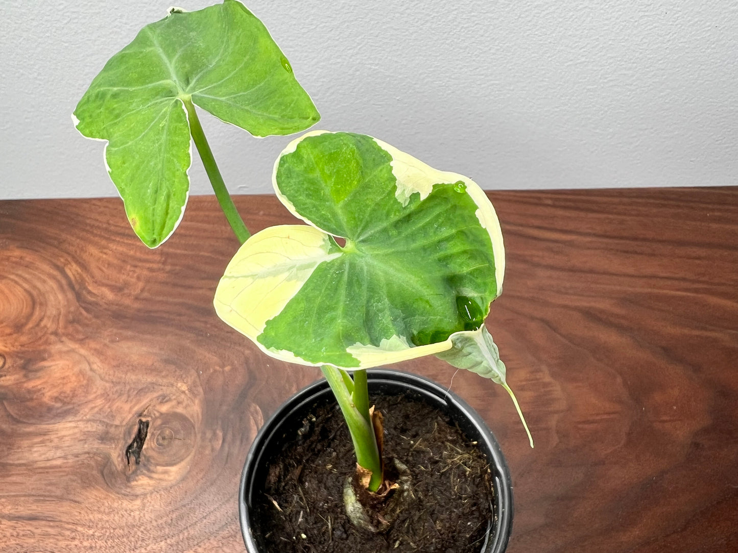 Alocasia-Mickey Mouse