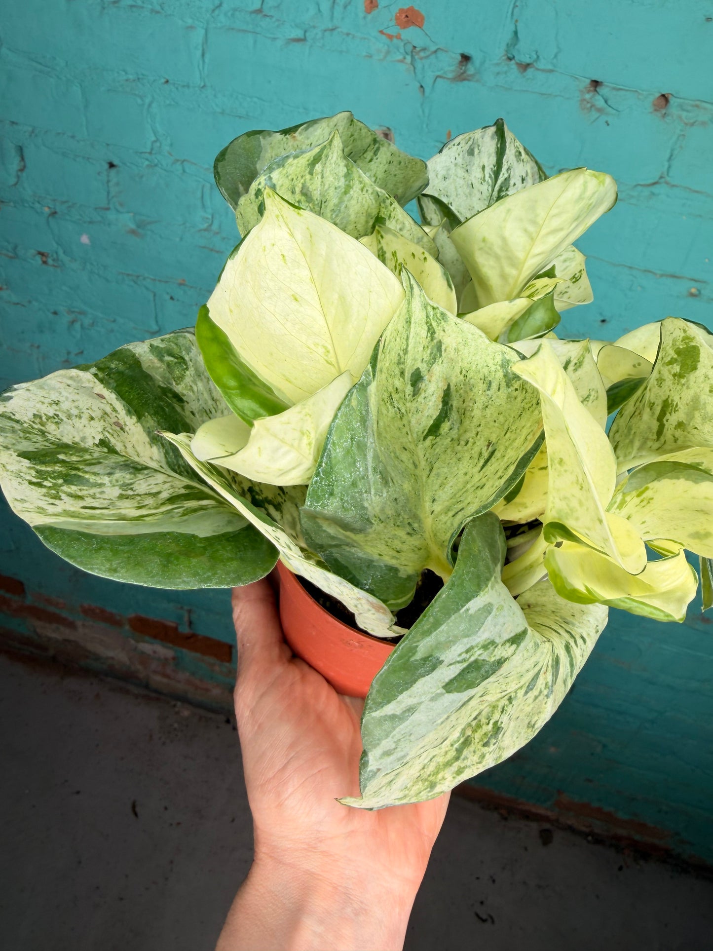 Manjula Pothos 4”