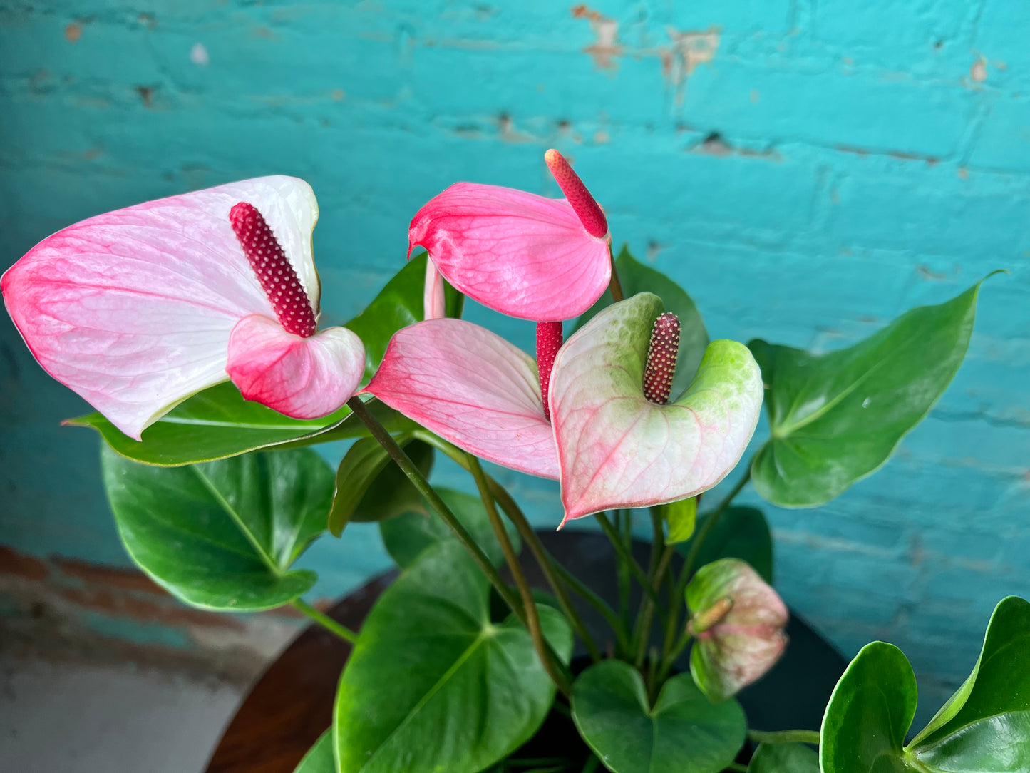 Anthurium White and Pink  6”