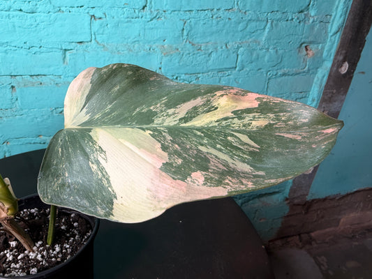 Philodendron Bipennifolium Variegated 4”