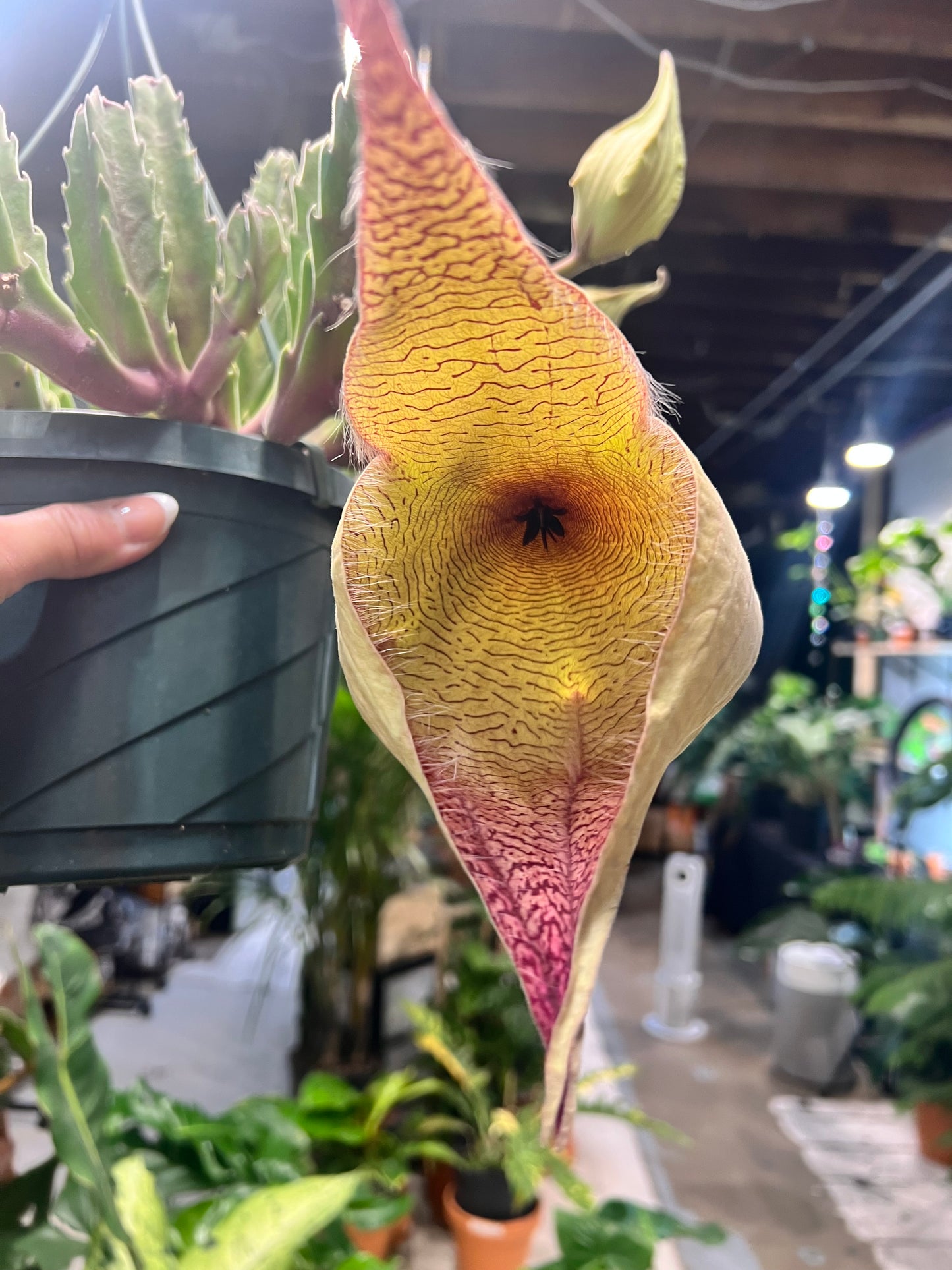 Stapelia Gigantea -Zulu Cactus 8” basket