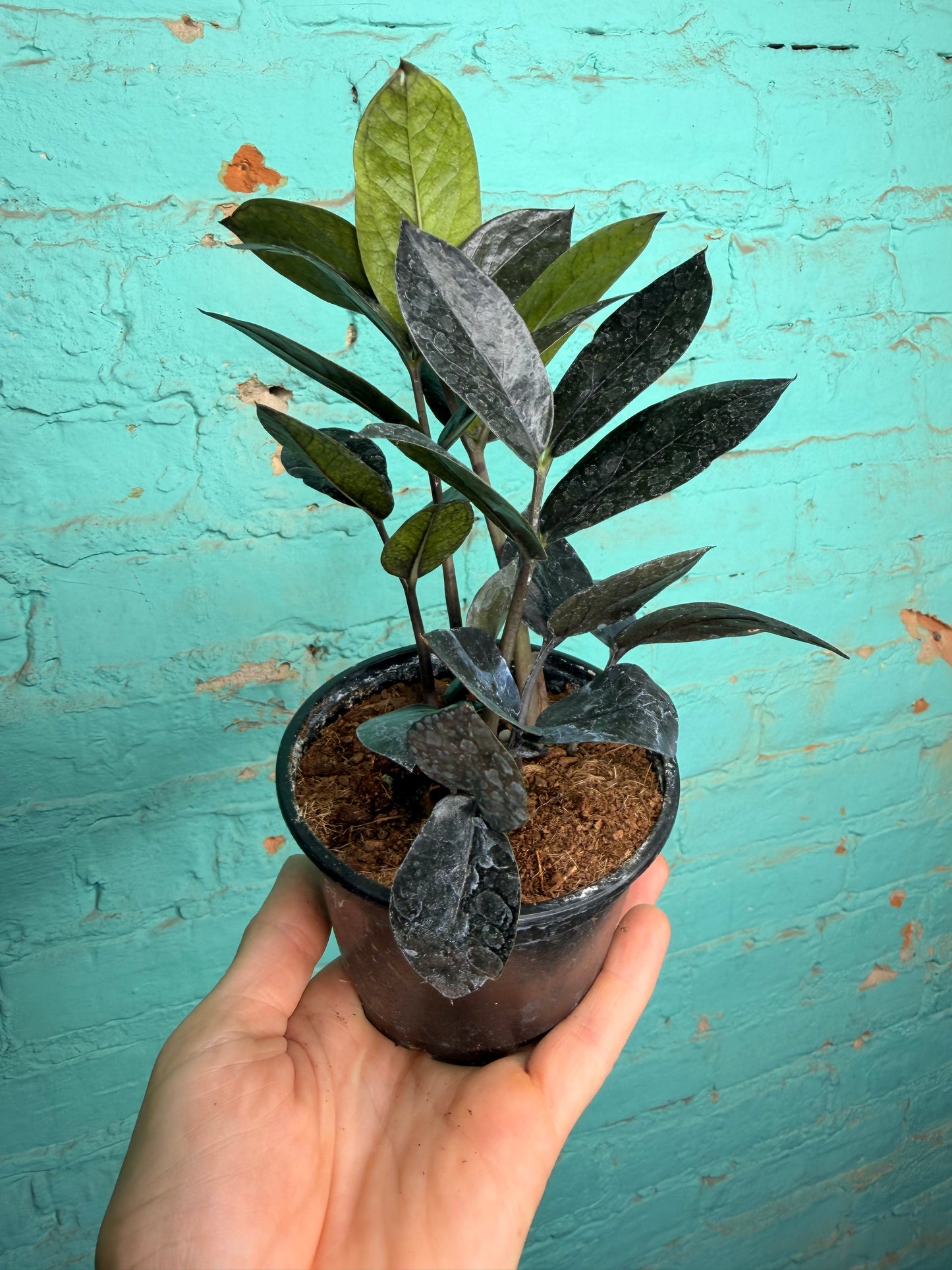 Zz plant- Raven 4”