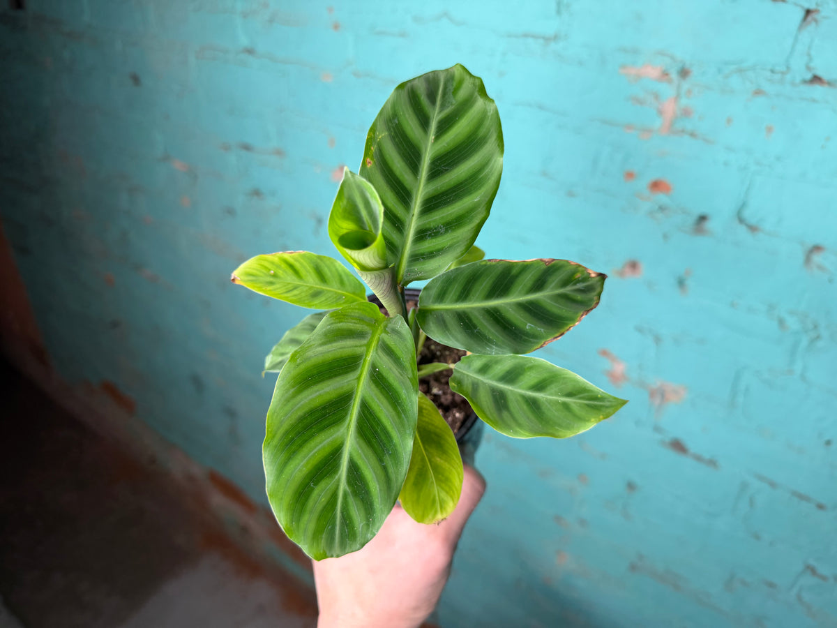 Calathea- Zebrina 4”