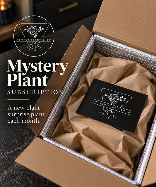 Mystery Plant Subscription 4”