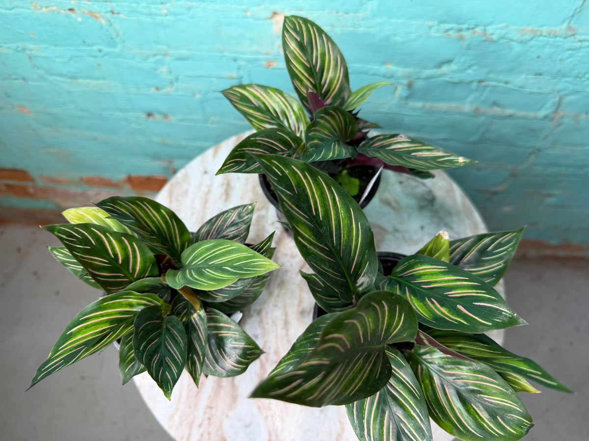 Calathea Orante 4”