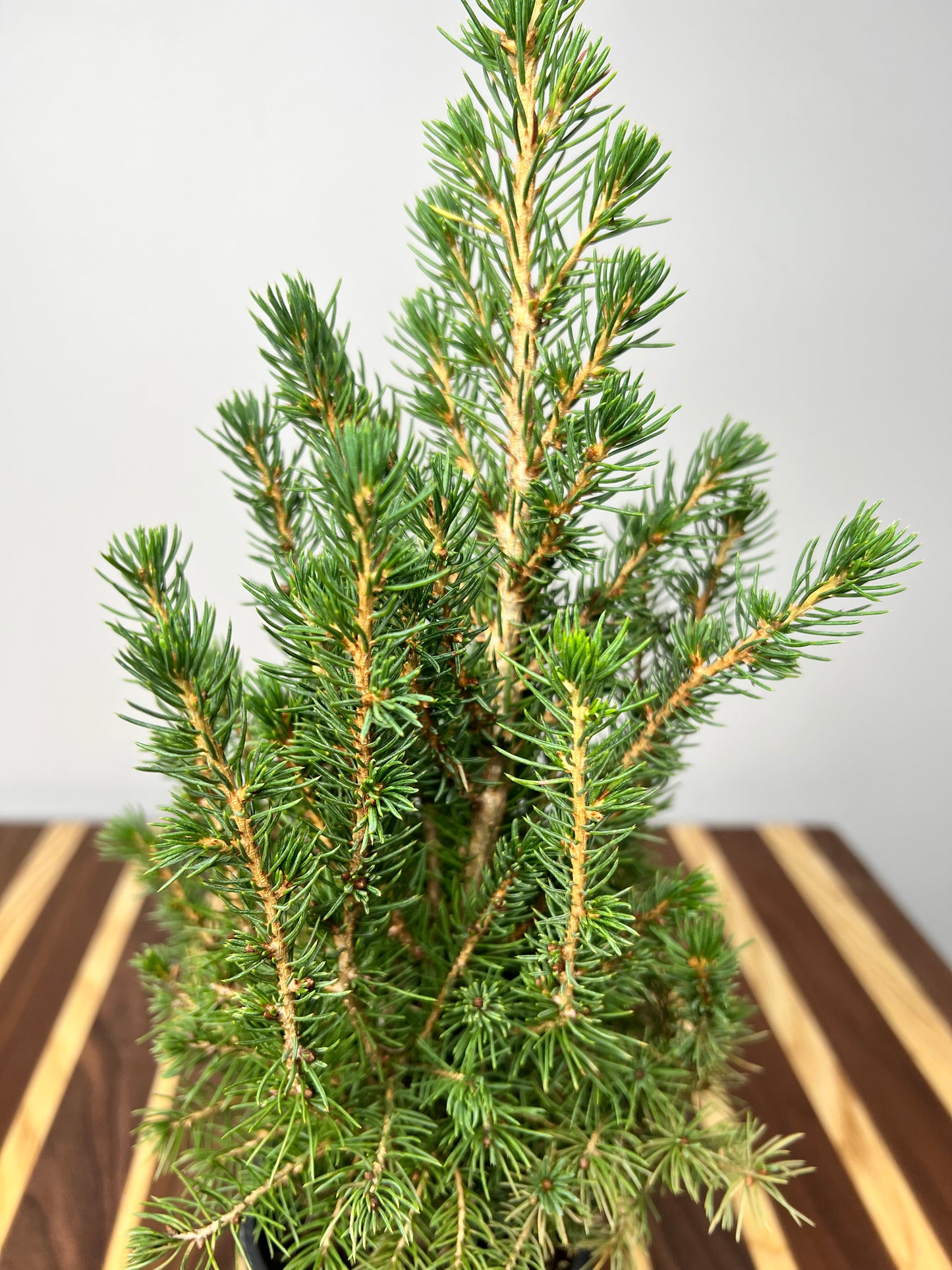 Alberta Spruce