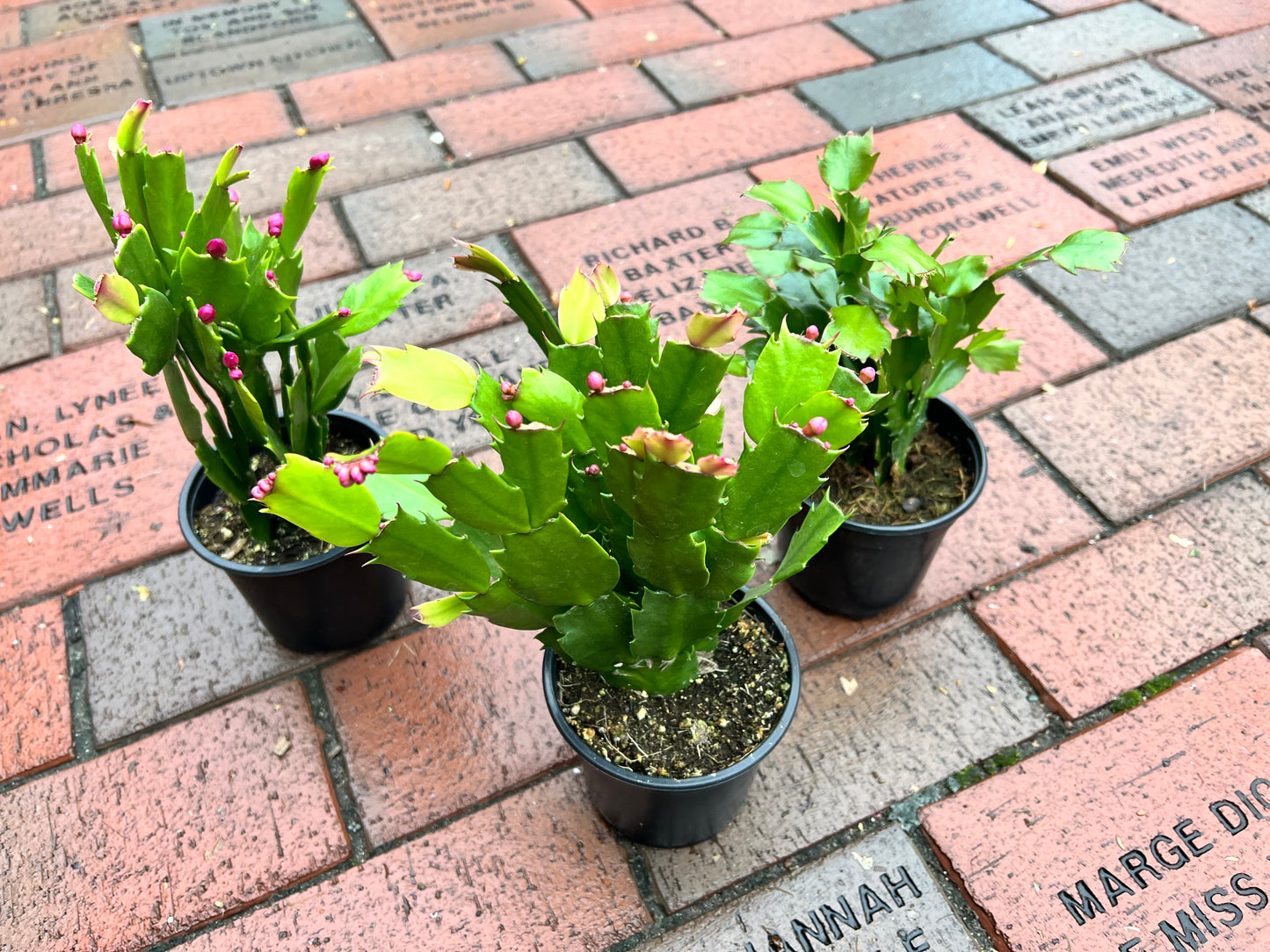 Thanksgiving Cactus 4”