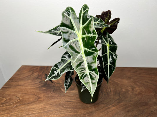 Alocasia polly