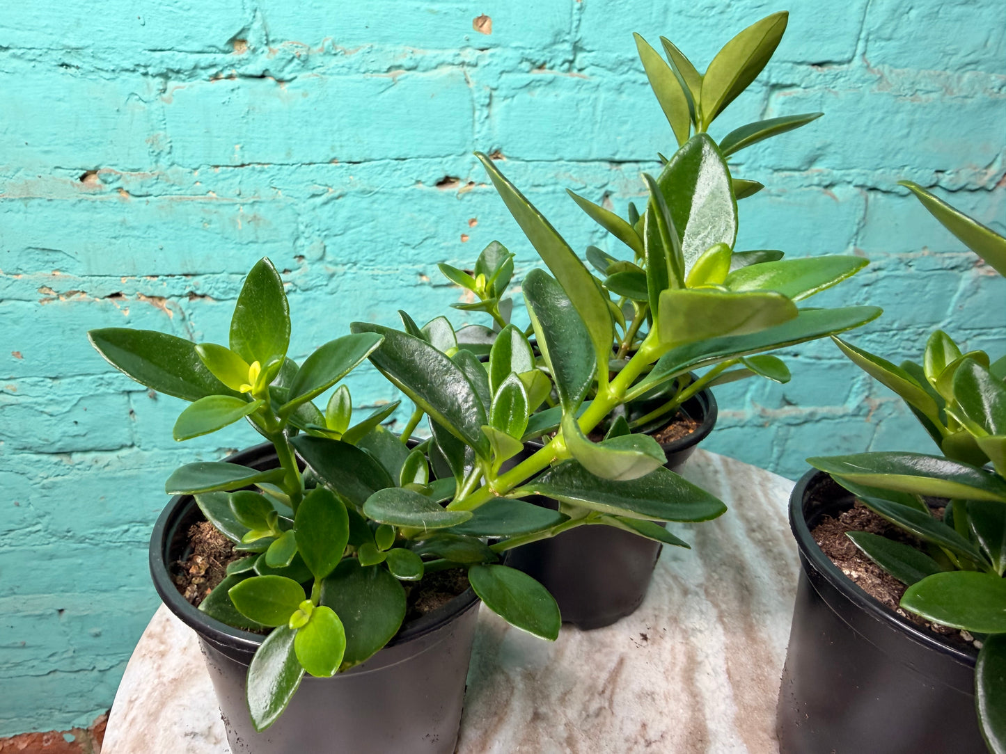 Nematanthus ‘Goldfish Plant’ 4”