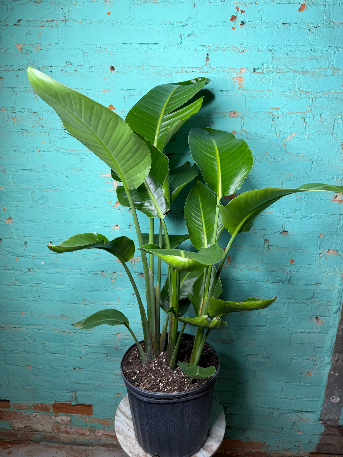 Bird of Paradise White 10 39”-42”