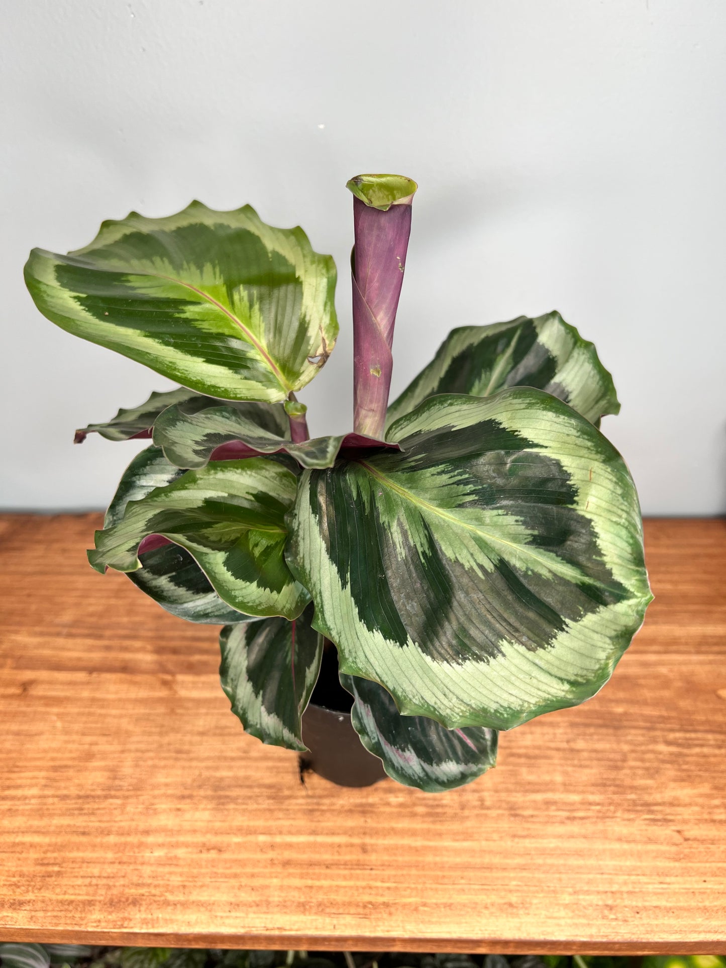 Calathea Medallion 4”