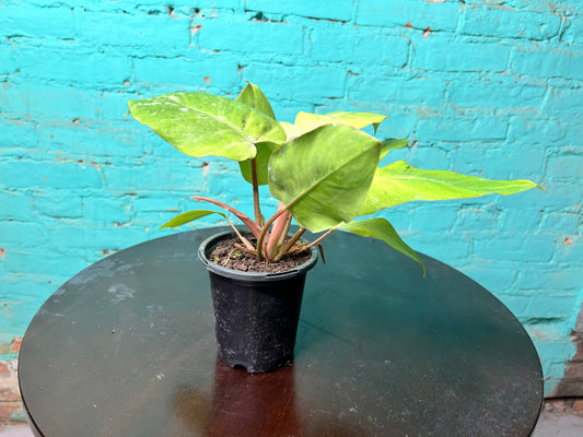 Philodendron Snow Drift 4”