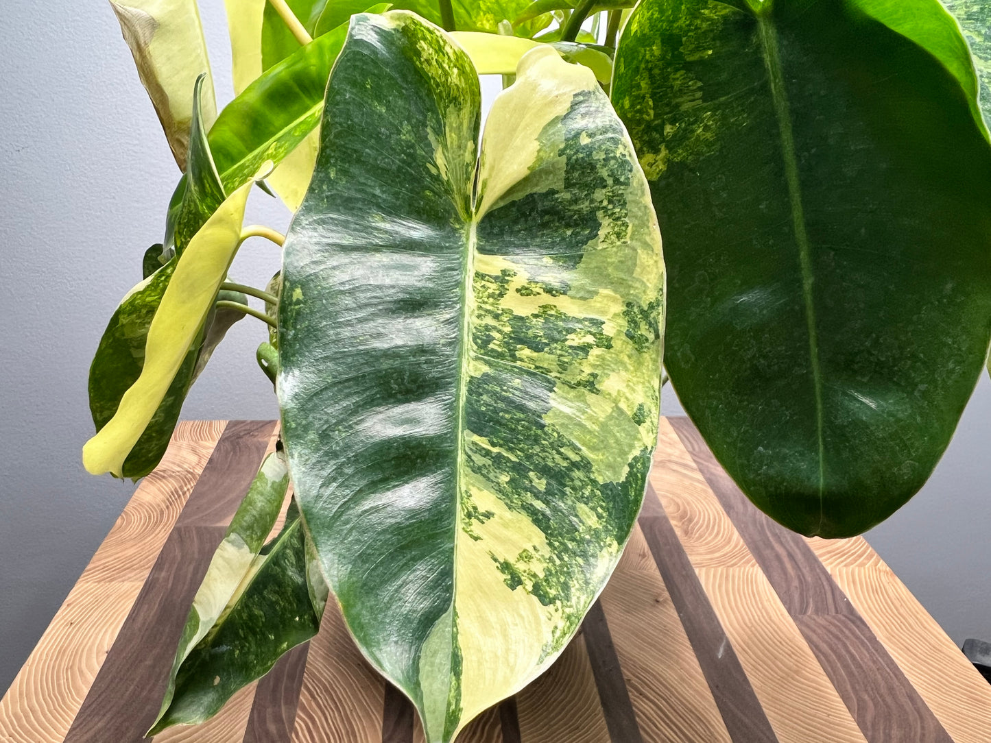 Variegated Burle Marx philodendron full 6”