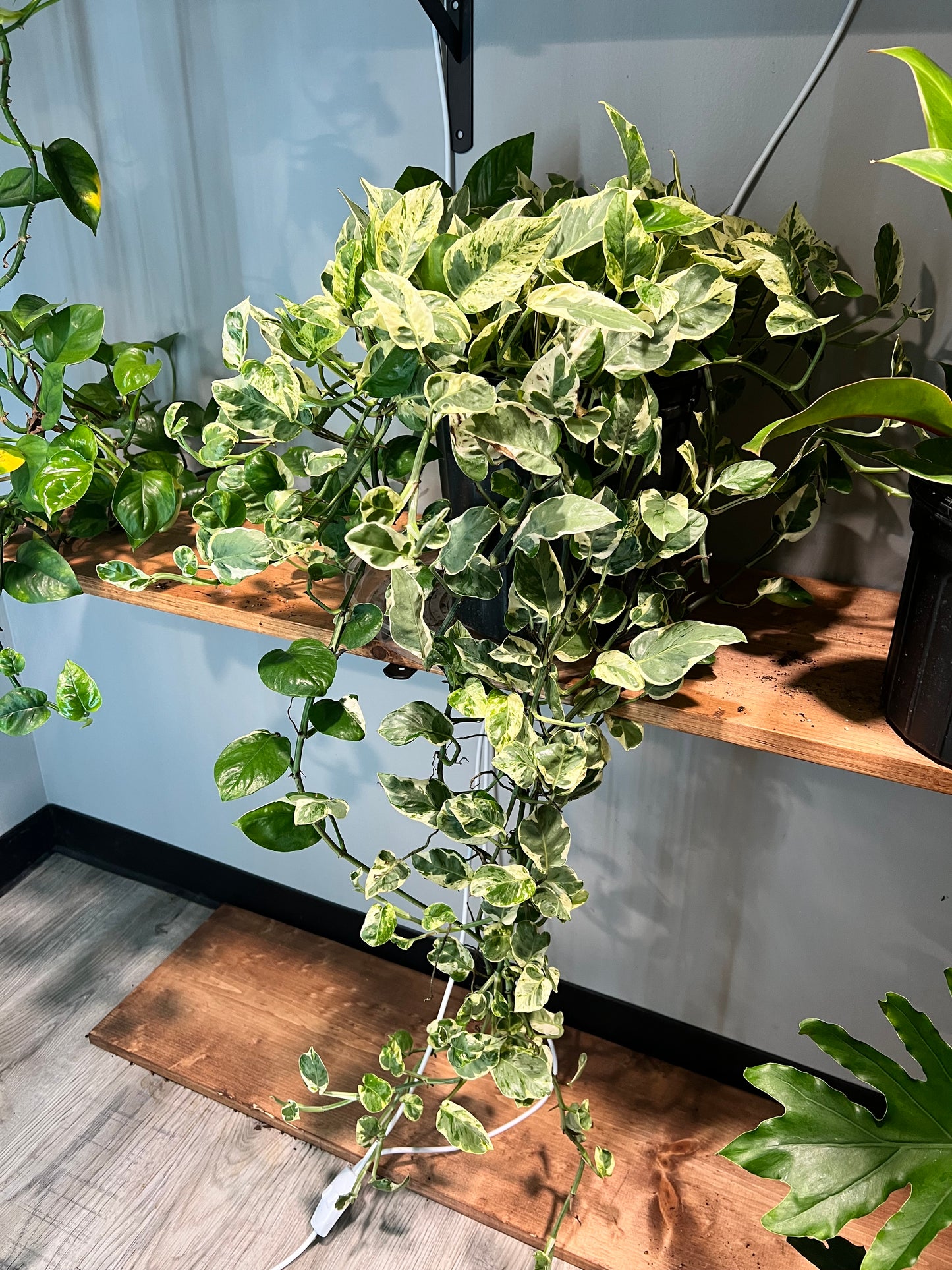 Pothos Pearls & Jade 10”