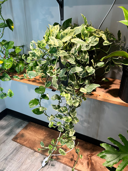 Pothos Pearls & Jade 10”