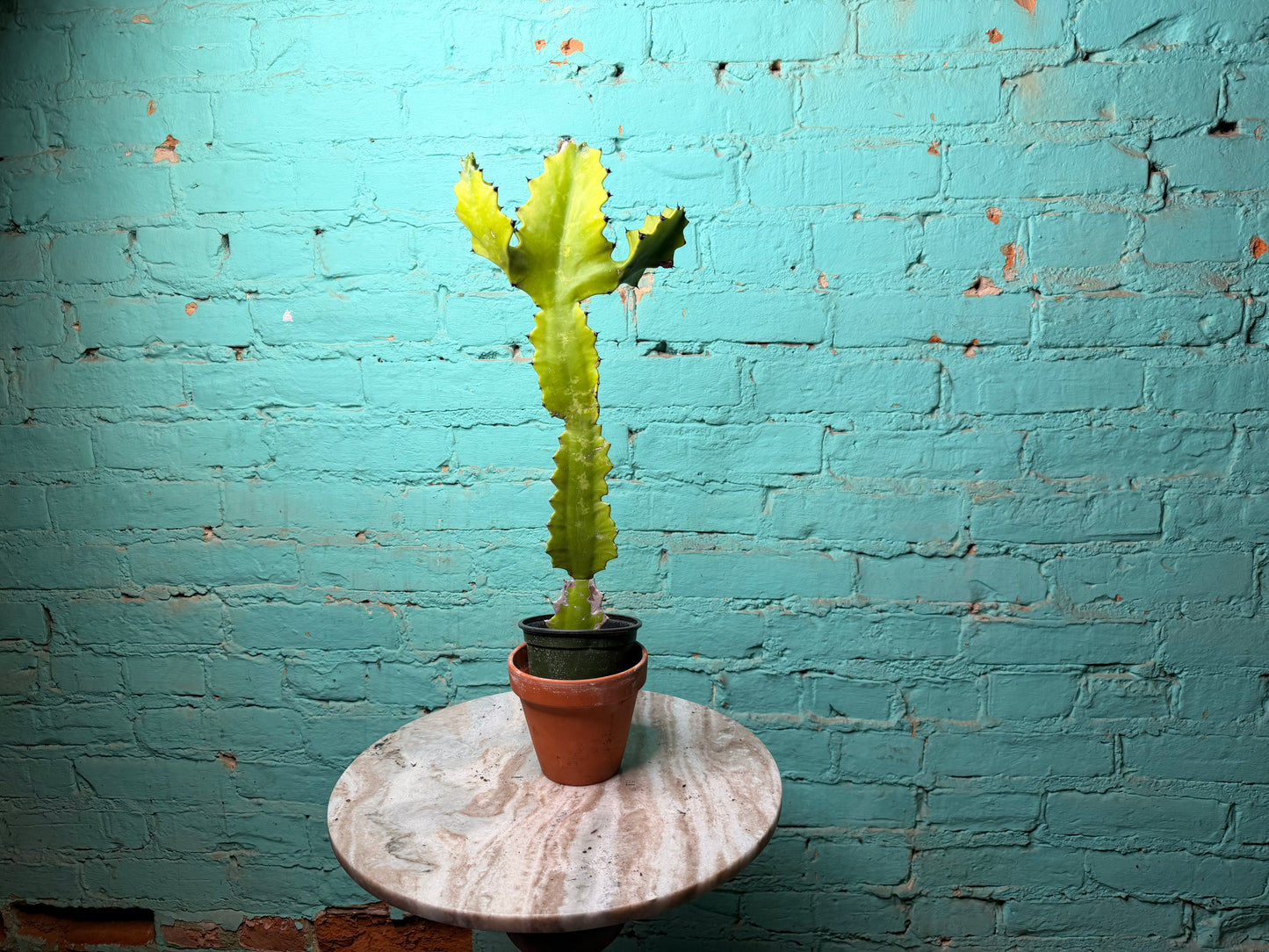 Euphorbia Trigonia “Green Dragon” 4”