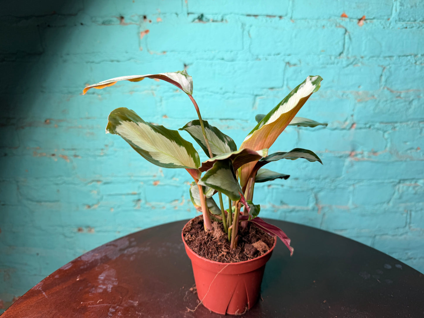 Calathea Cornona 4”