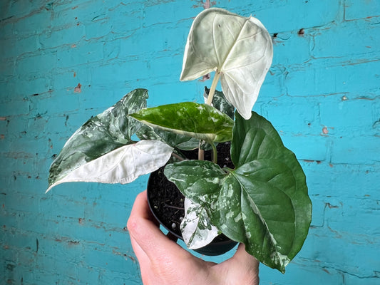 Syngonium Albo